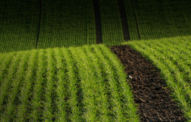 Agrii Crops Field