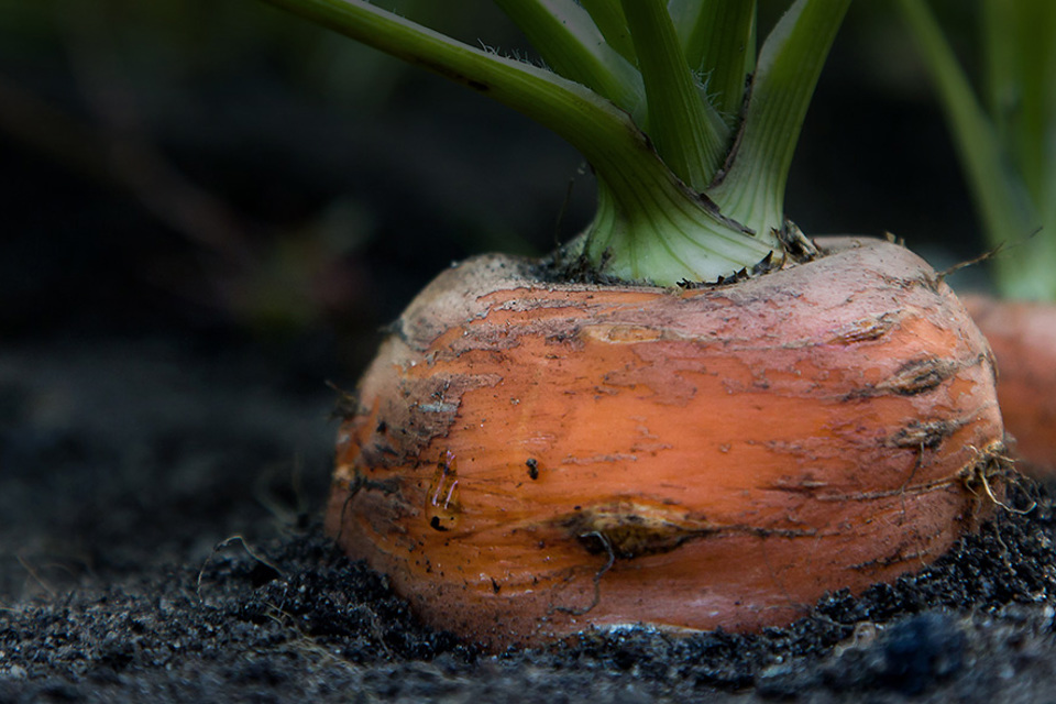 Agrii Vegetables